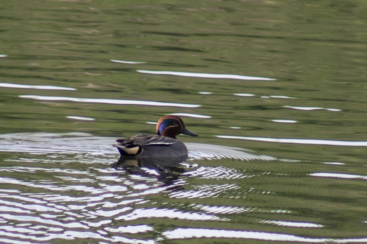 Green-winged Teal - ML508657751