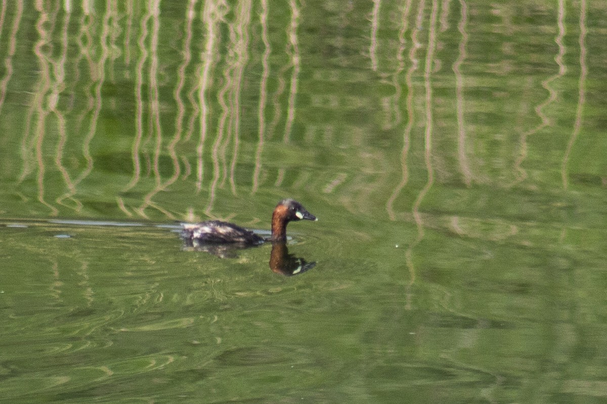 Little Grebe - ML508658011