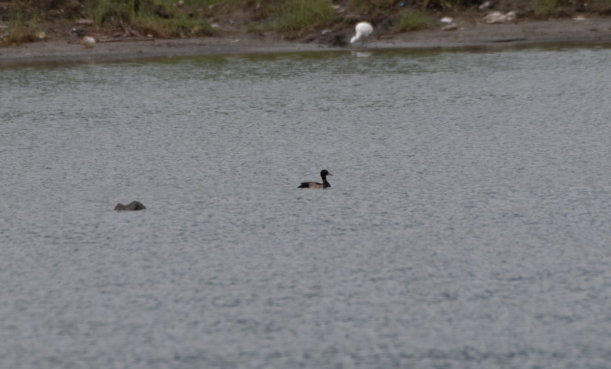 Tufted Duck - ML508658331