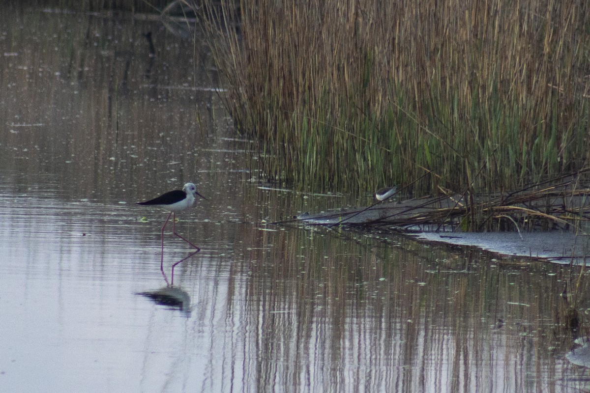 Black-winged Stilt - ML508659131