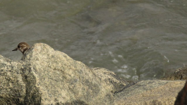 Ruddy Turnstone - ML508659181