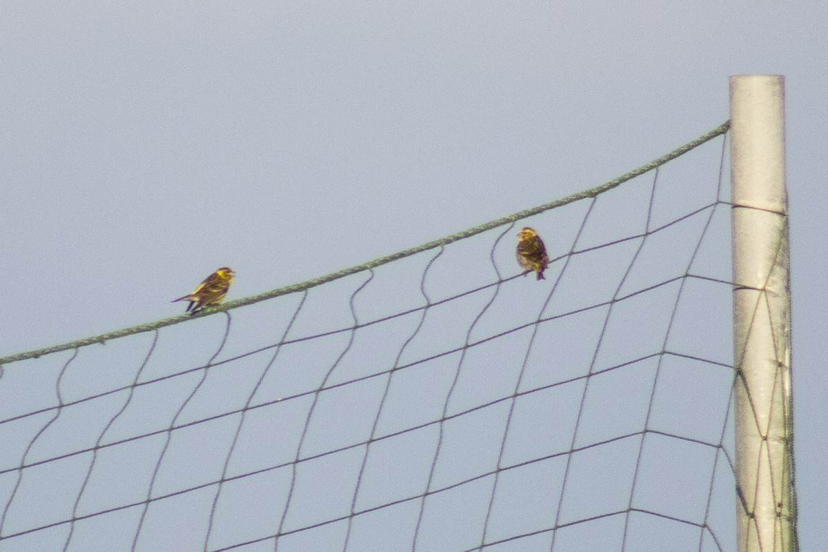 European Serin - ML508659241
