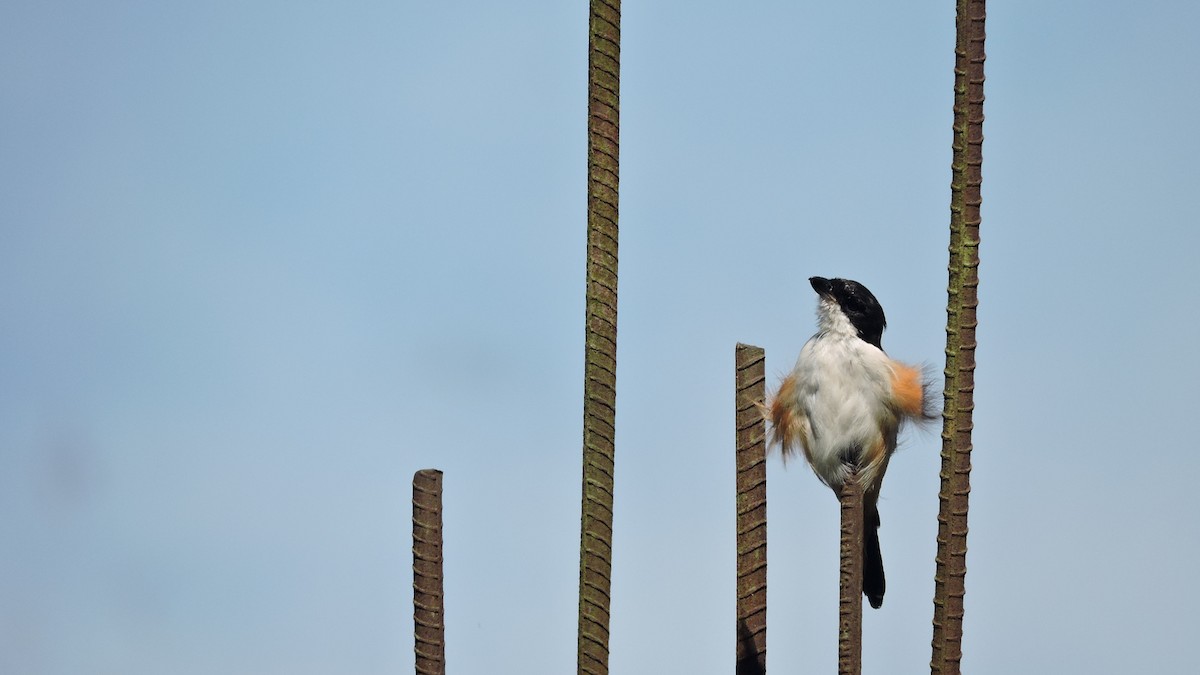 Long-tailed Shrike - ML508659701