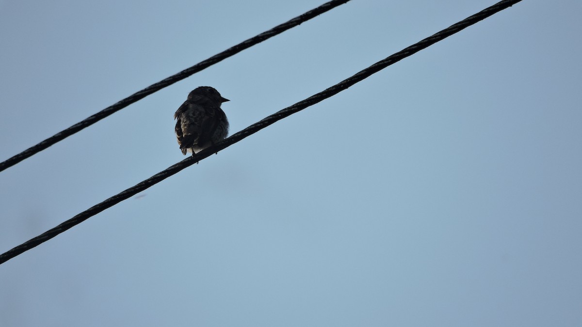 Dark-sided Flycatcher - ML508659841