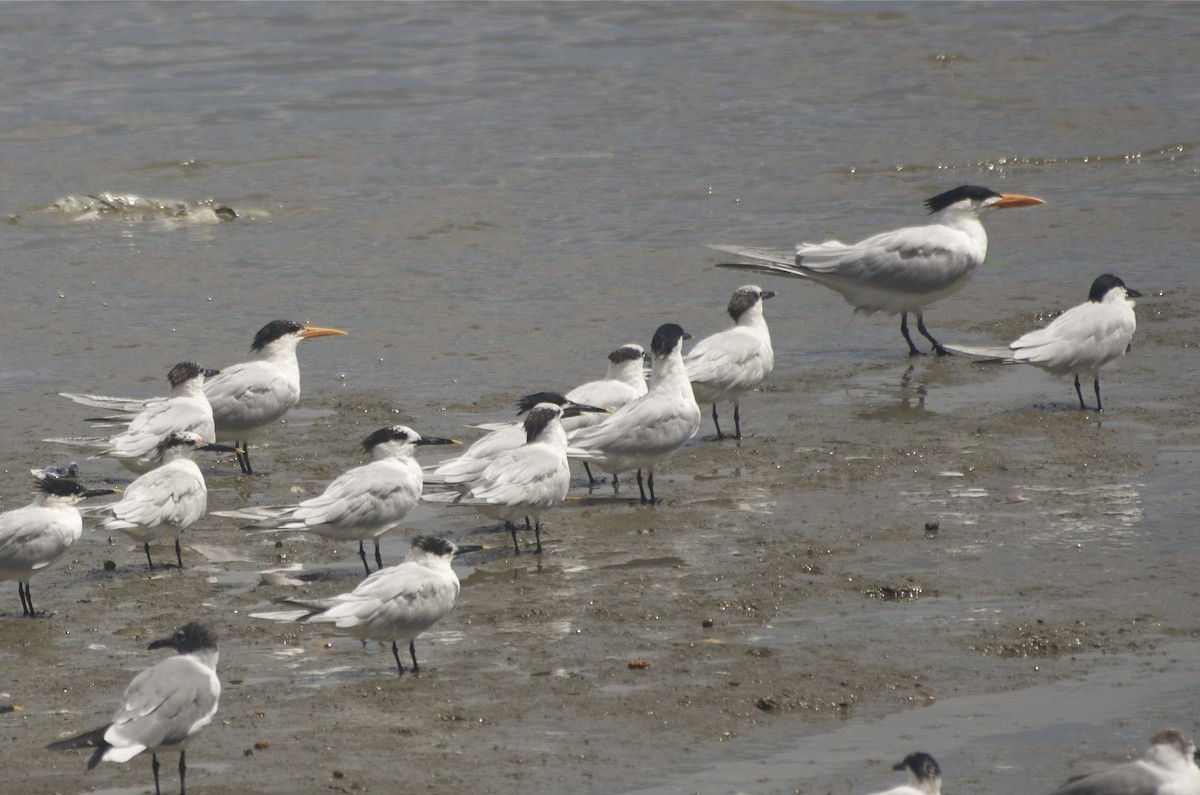 Elegant Tern - ML50866031