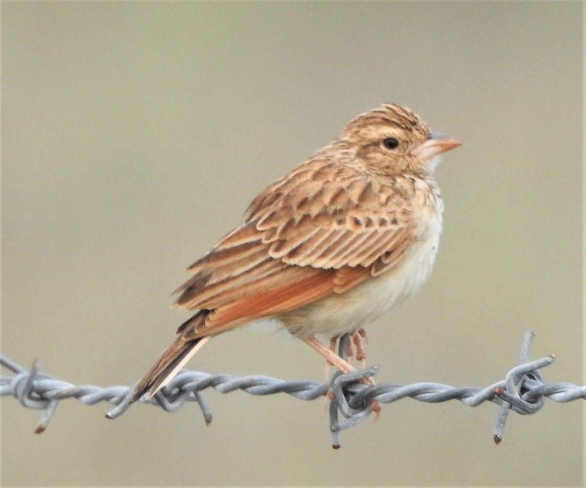 Indian Bushlark - Shivaprakash Adavanne