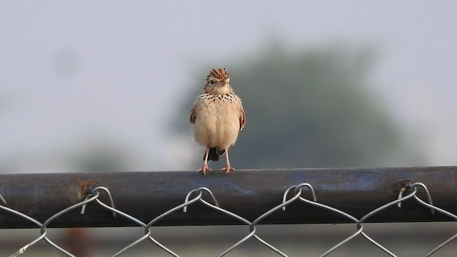 Indian Bushlark - ML508661511