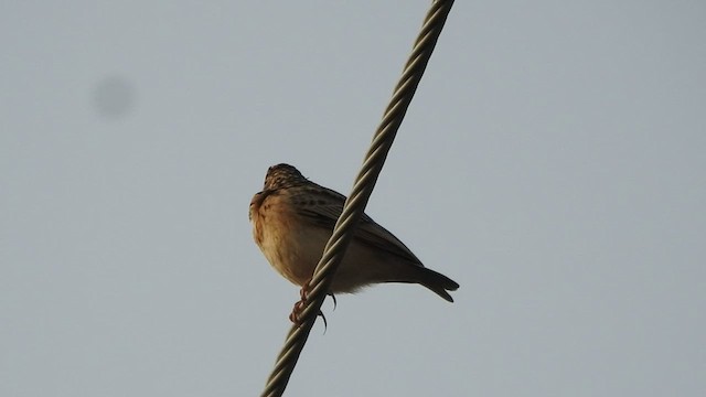 Jerdon's Bushlark - ML508662041