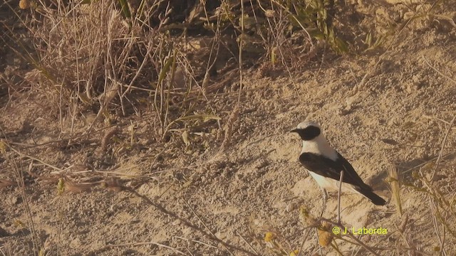 Western Black-eared Wheatear - ML508662321