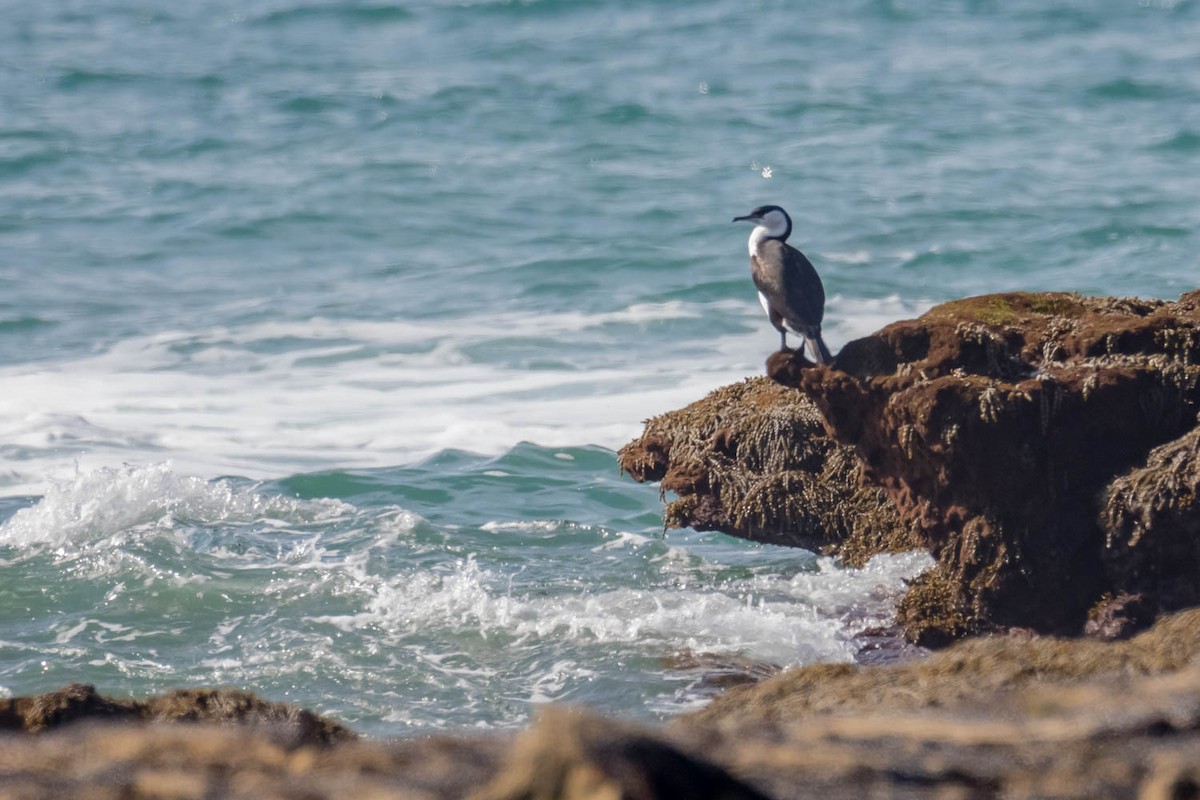 Black-faced Cormorant - ML508662541
