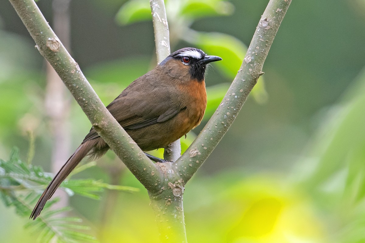 Nilgiri Laughingthrush - ML508662591