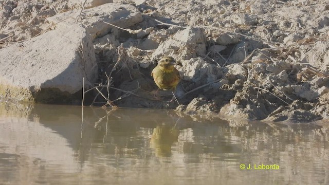 Cirl Bunting - ML508662601