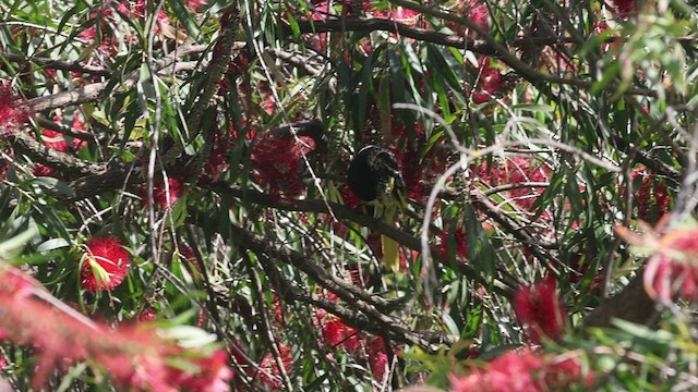 Regent Honeyeater - ML508662981