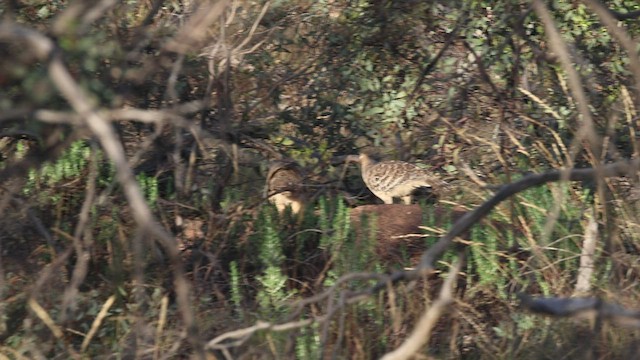 Великоніг строкатий - ML508663031