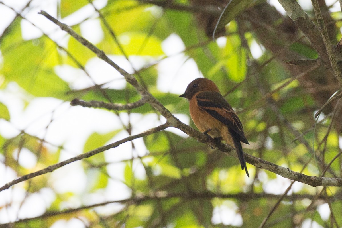 Cinnamon Flycatcher - ML50866311