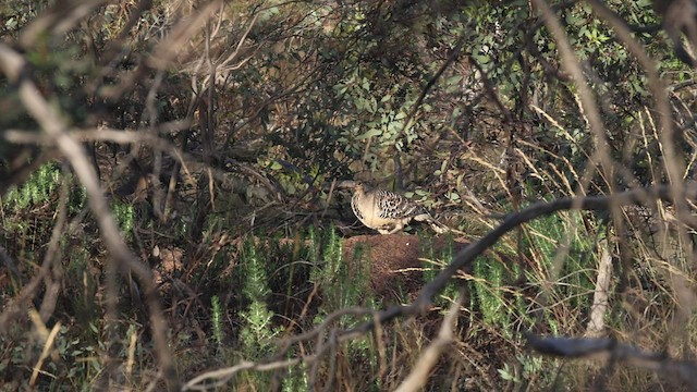 Великоніг строкатий - ML508663111