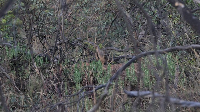 Великоніг строкатий - ML508663271