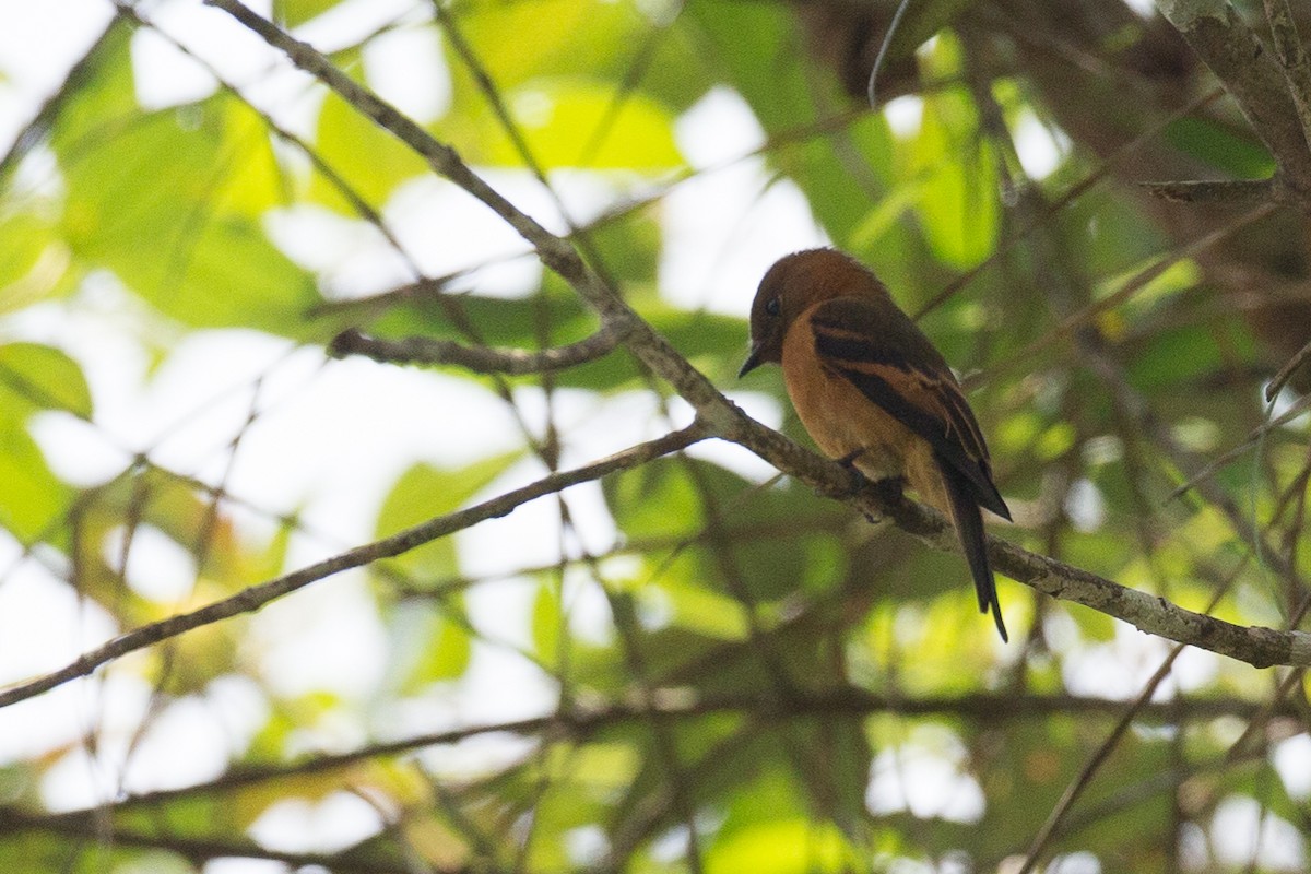 Cinnamon Flycatcher - ML50866331