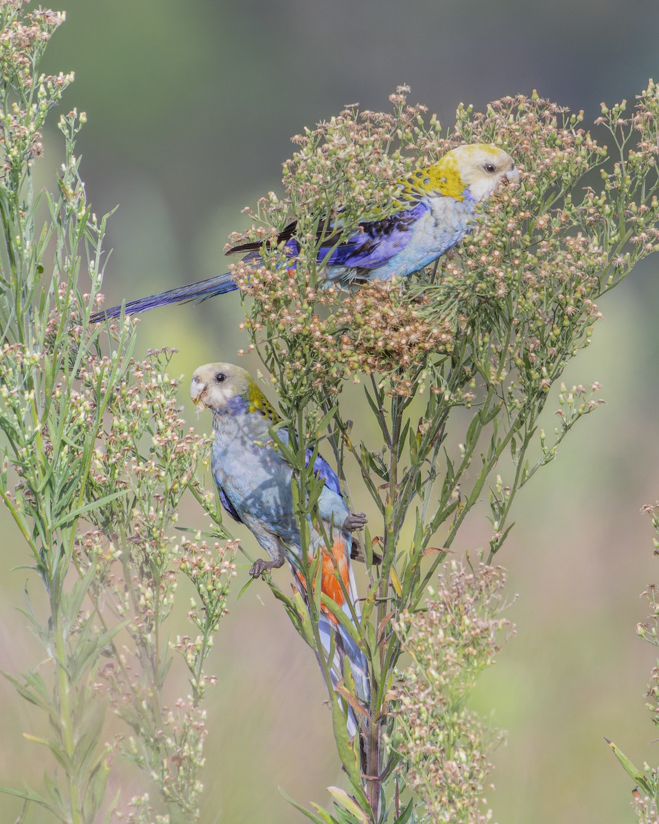 Pale-headed Rosella - ML508664281