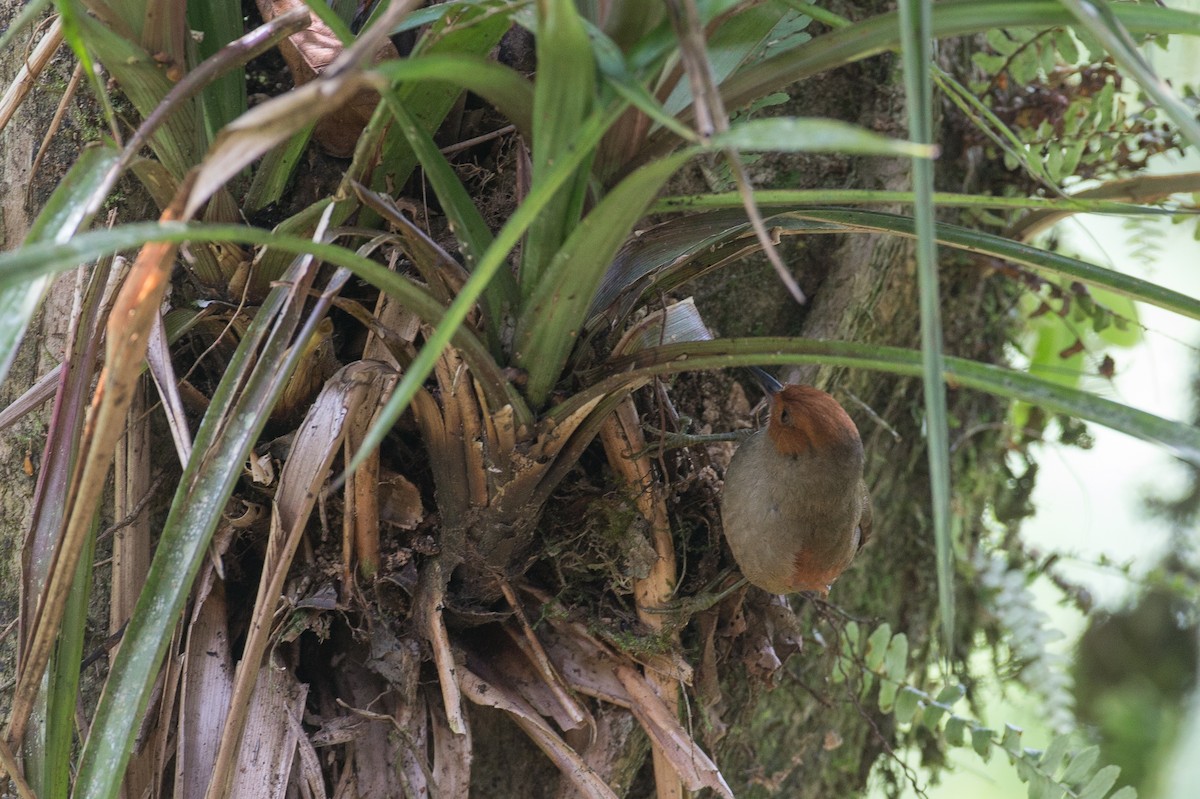 Red-faced Spinetail - ML50866511