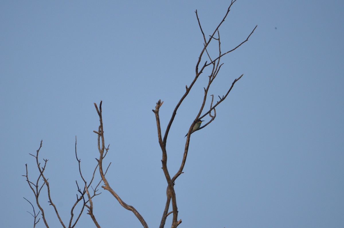 European Bee-eater - ML508665601