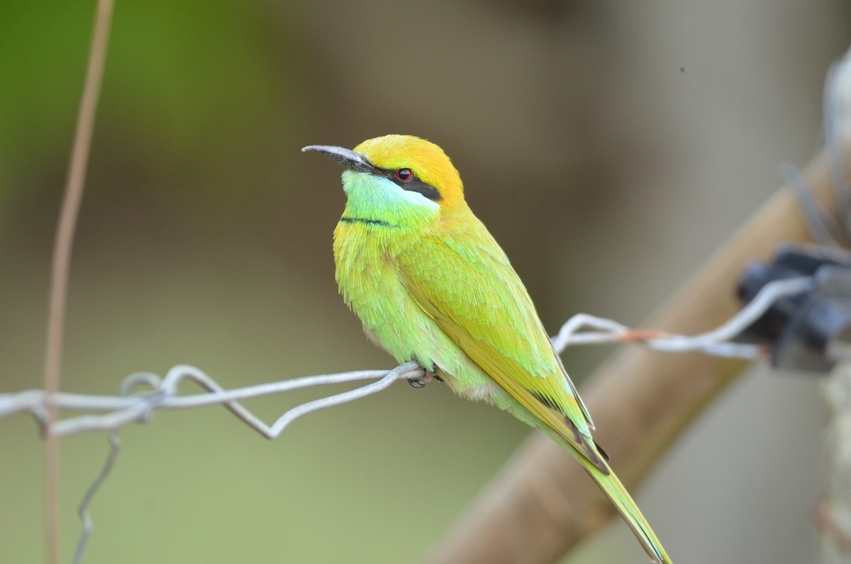 Asian Green Bee-eater - ML508666161