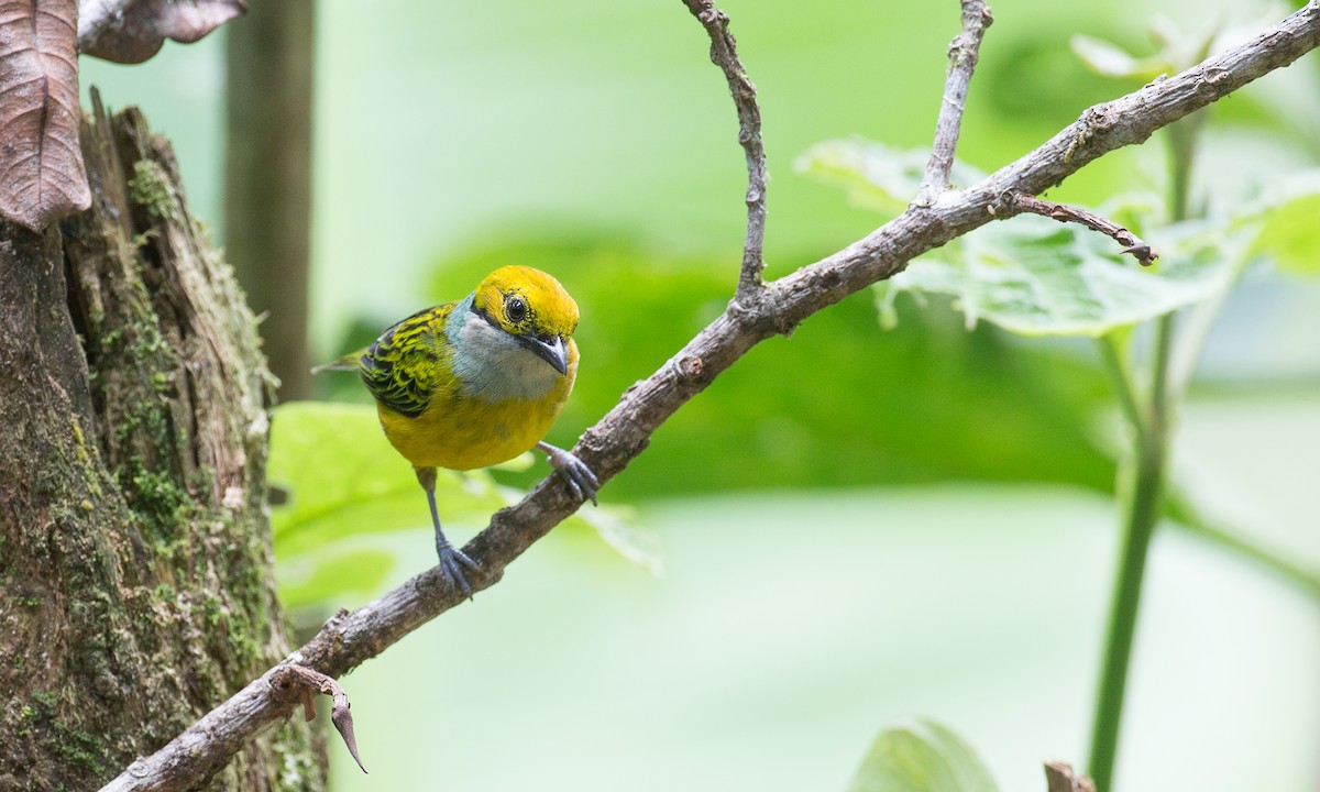 Silver-throated Tanager - ML50866621