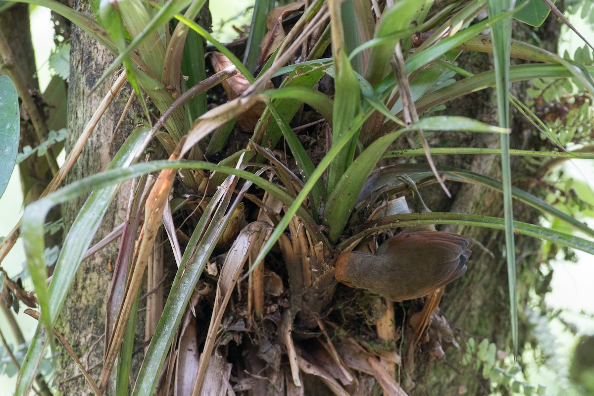 Red-faced Spinetail - ML50866651