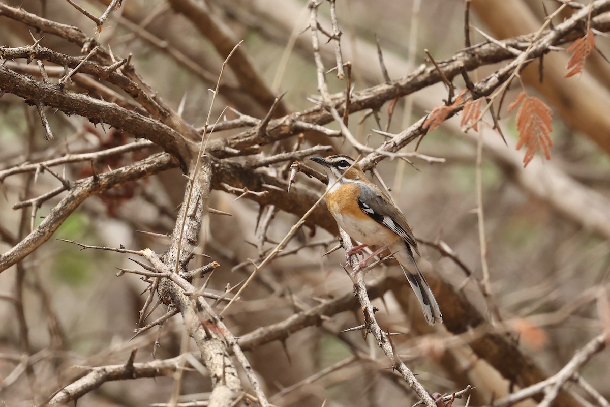 Bearded Scrub-Robin - ML508666851