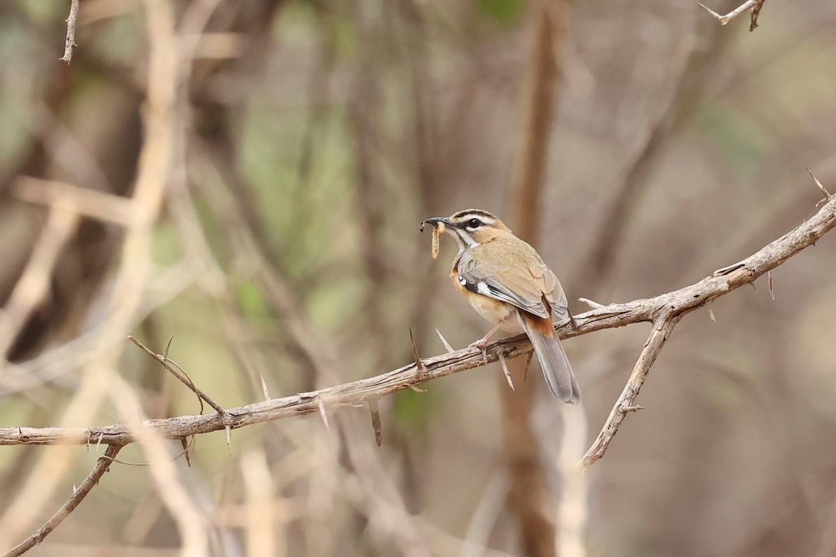 Bearded Scrub-Robin - ML508666901
