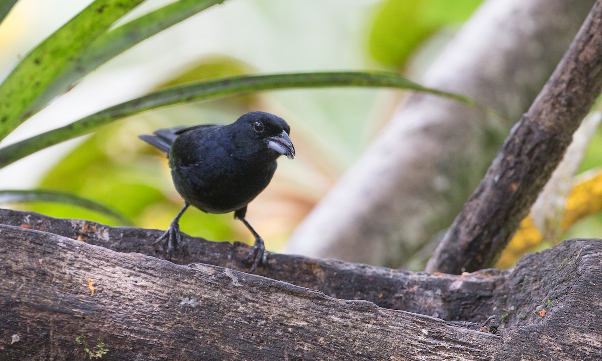 White-lined Tanager - ML50866691