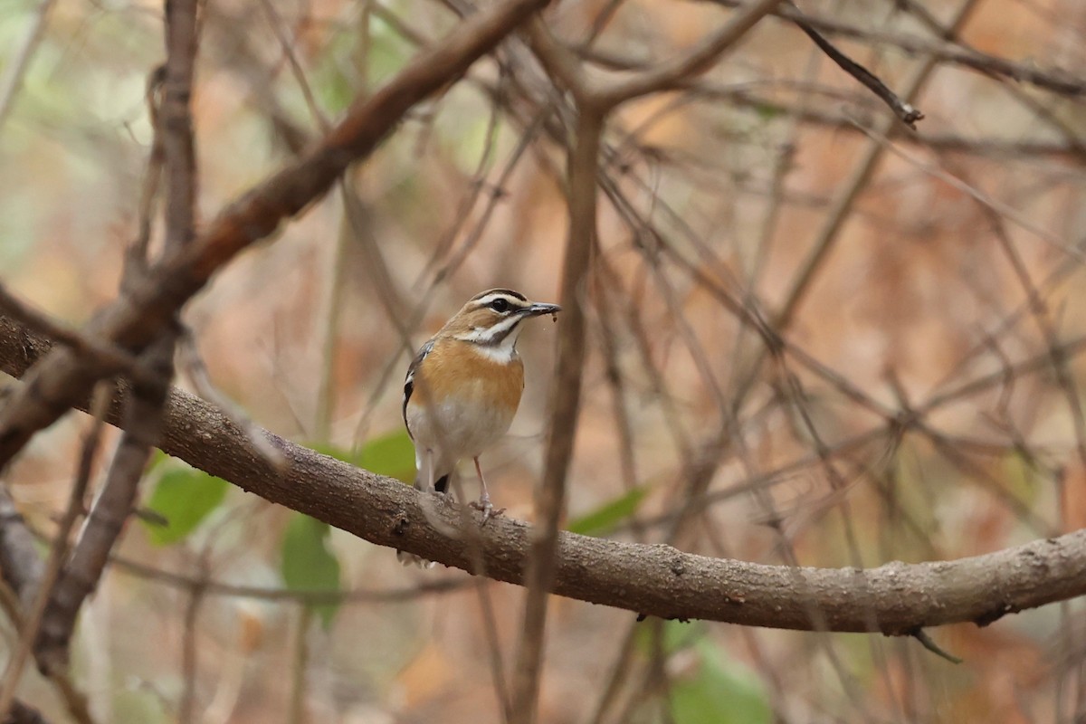 Bearded Scrub-Robin - ML508666931
