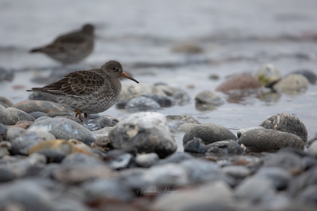 Purple Sandpiper - Alexander Hagge