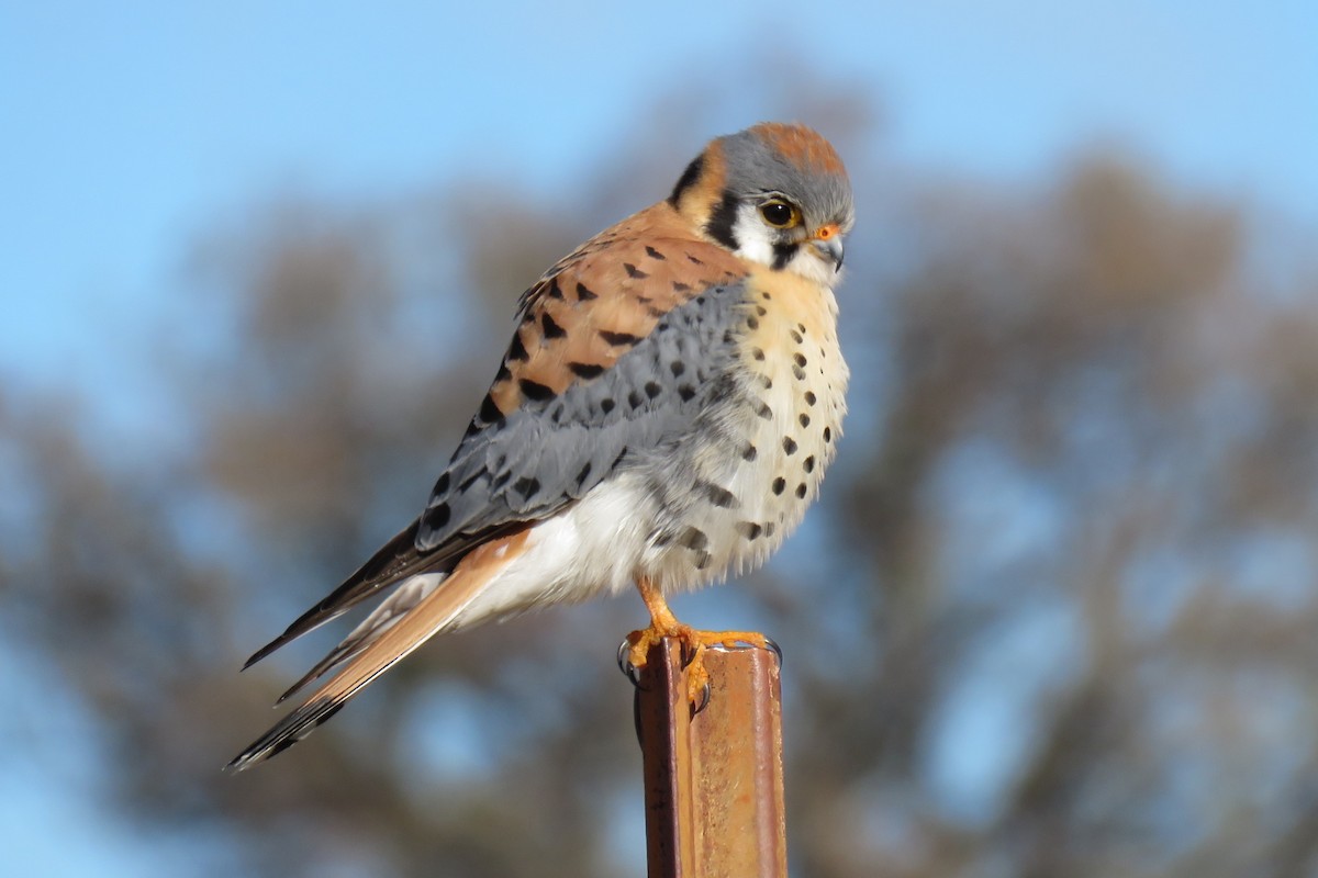 American Kestrel - Ron Batie