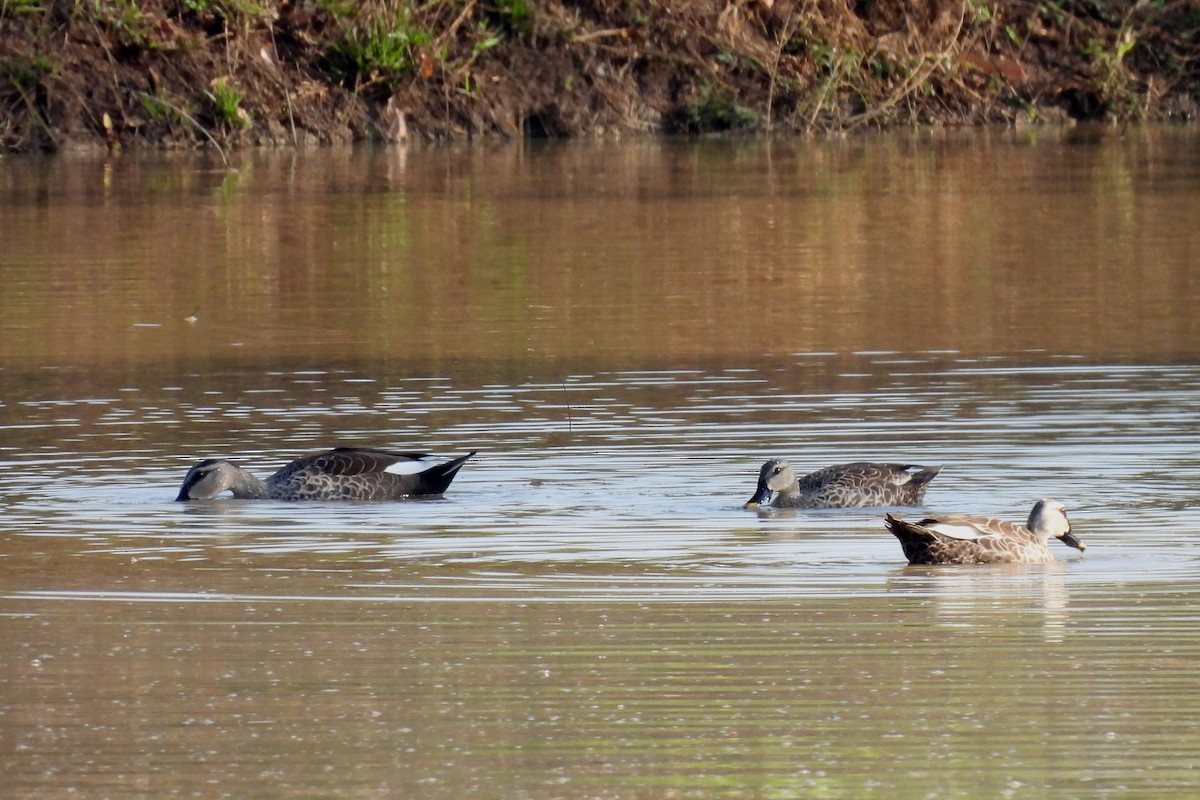 Indian Spot-billed Duck - ML508672131