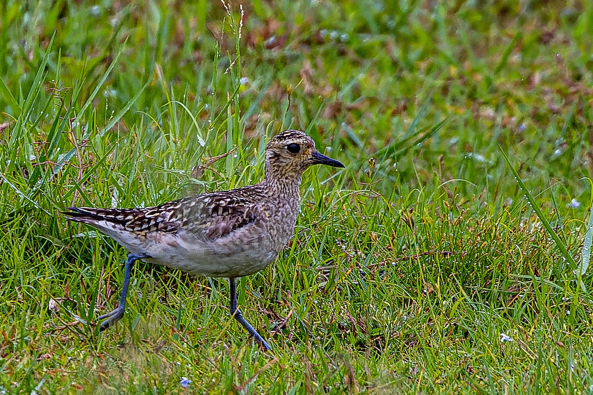 Chorlito Dorado Siberiano - ML508672791