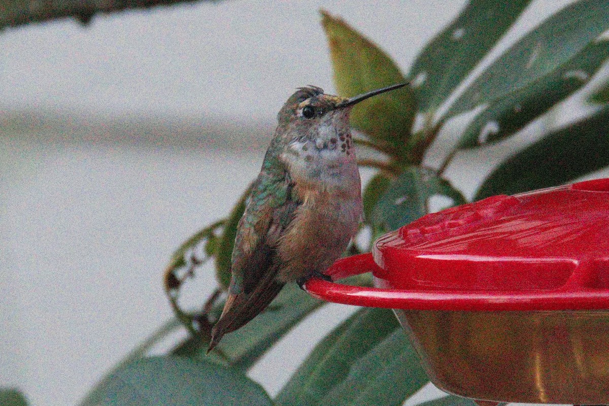 Rufous Hummingbird - ML508673291