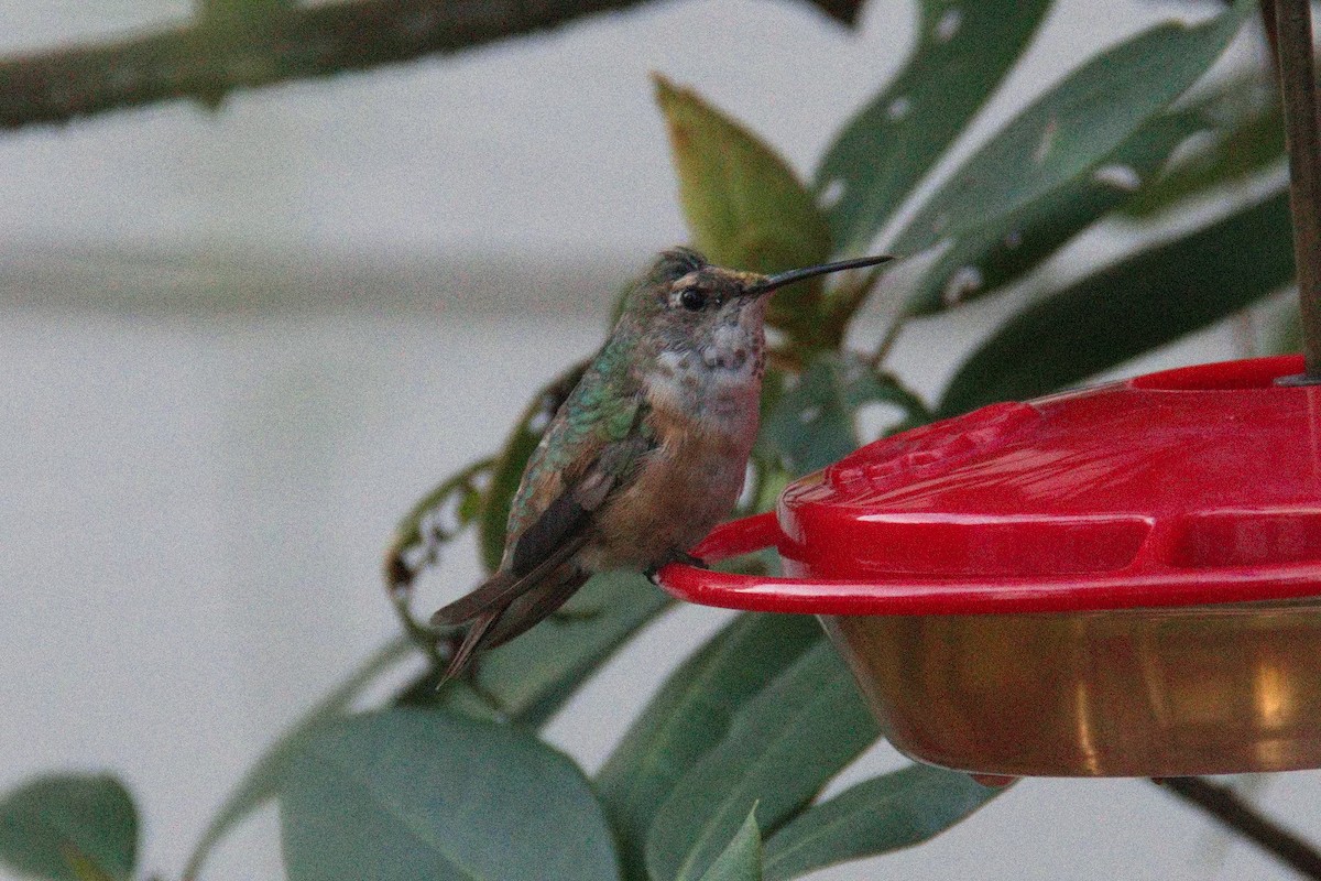 Rufous Hummingbird - ML508673301