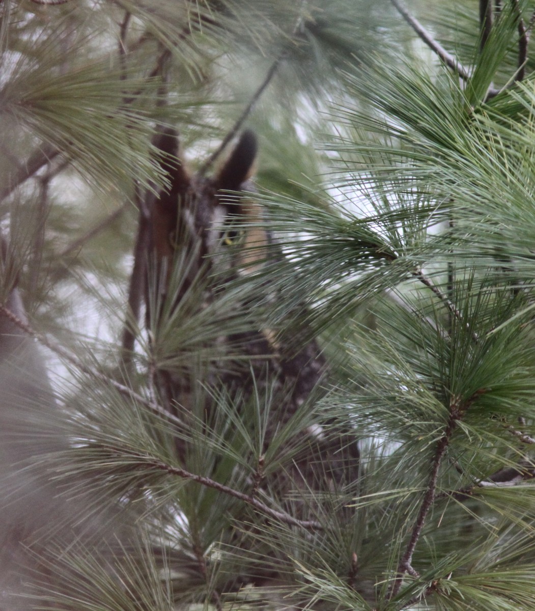 Long-eared Owl - Alain Sheinck