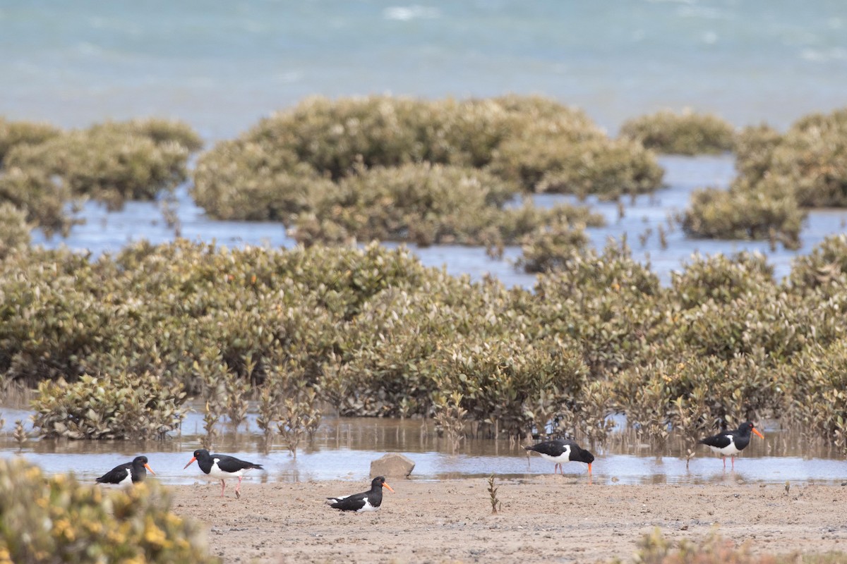 Pied Oystercatcher - ML508675321