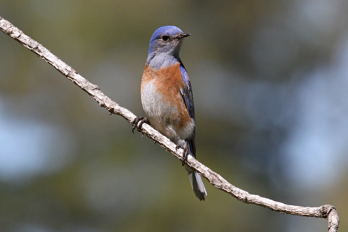 Western Bluebird - ML50867541