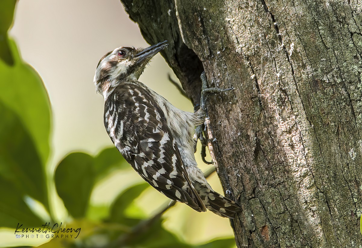 Sunda Pygmy Woodpecker - Kenneth Cheong