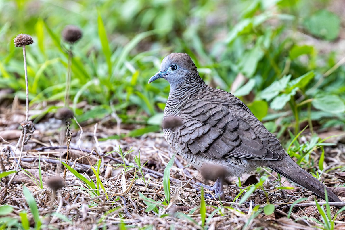 Zebra Dove - Ralf Weinand