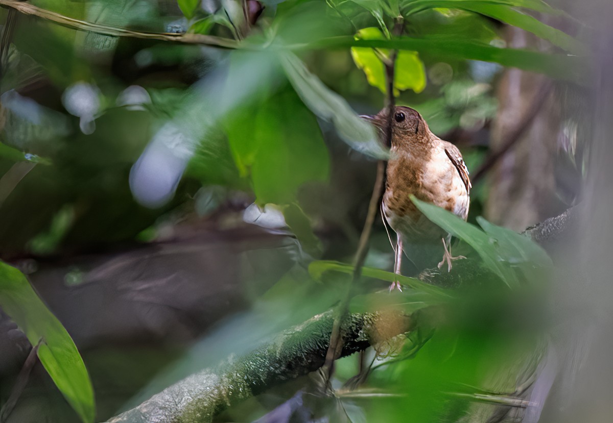Fawn-breasted Thrush - ML508679011