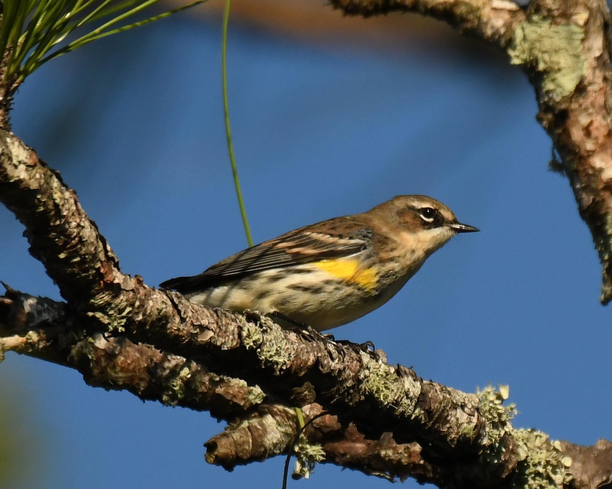 Yellow-rumped Warbler - ML508679531