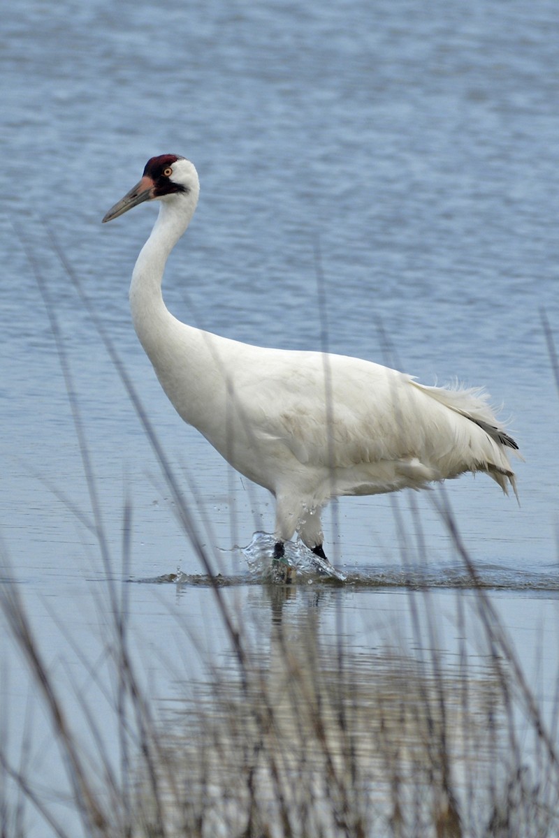 Whooping Crane - ML50868341