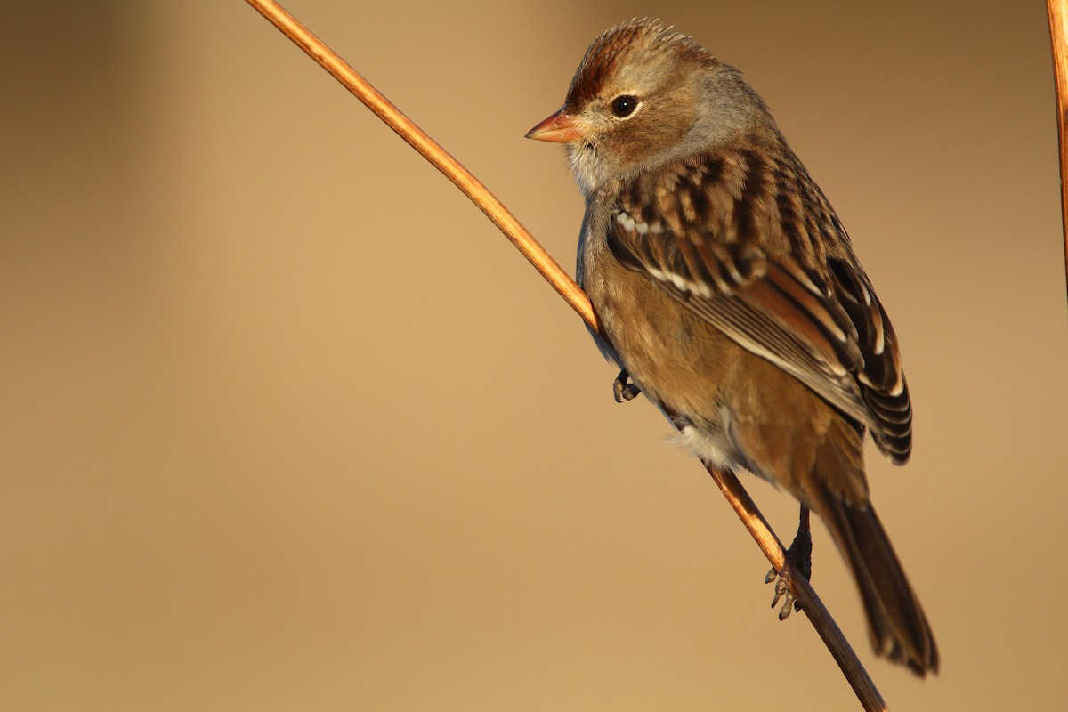 White-crowned Sparrow - ML508683531