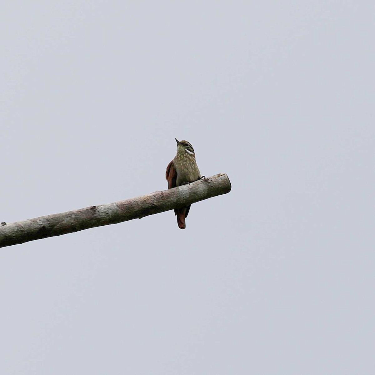 Slender-billed Xenops - ML508684021