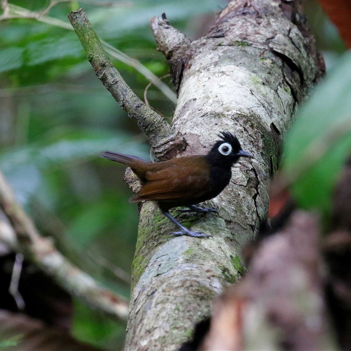 Bare-eyed Antbird - José Dionísio JDionísio