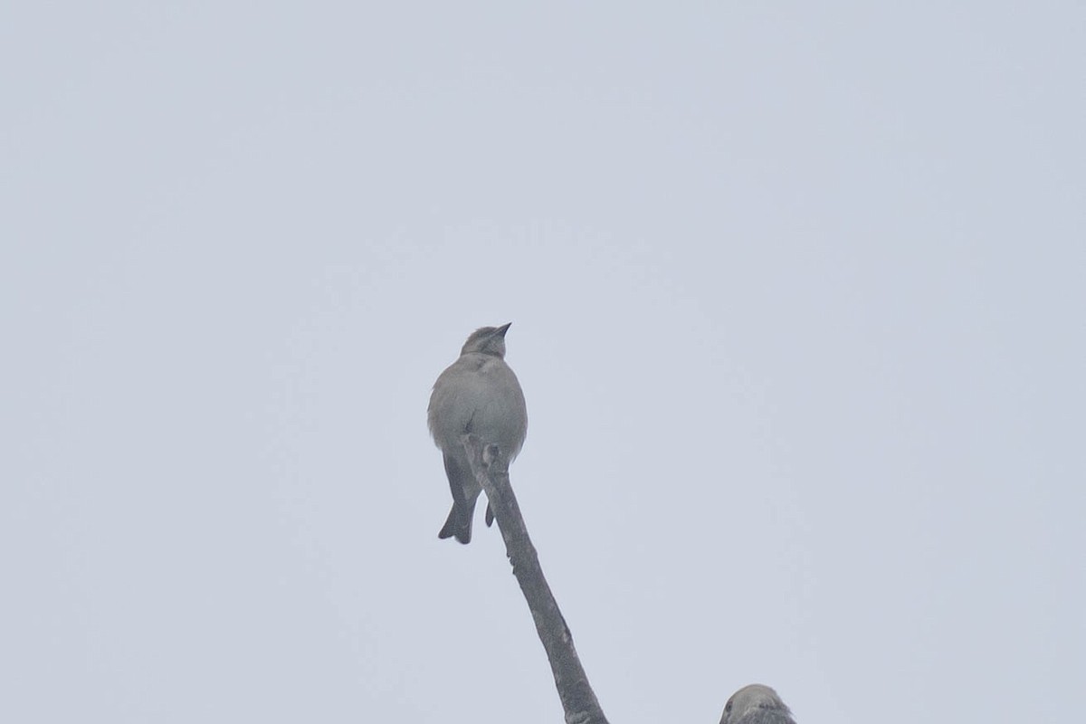 Yellow-throated Sparrow - ML508684851